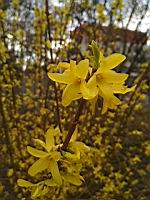 Forsythia x intermedia (2020-03-07, Lyon)(1)